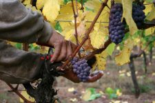 “I am the Vine and ye are the branches”