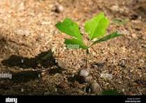 Inline image Inline image